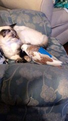 Dove Bows Down to Kitty Cat