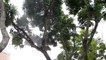 Gato sobe em árvore e mobiliza Bombeiros em Curitiba; veja