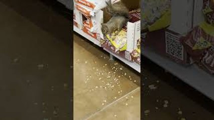 Squirrel Lives Her Best Life at Walmart