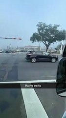 Gainesville Rat Playing Real Life Frogger