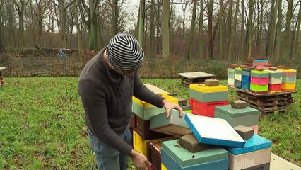 Las abejas están terminando su hibernación antes de tiempo por el cambio climático