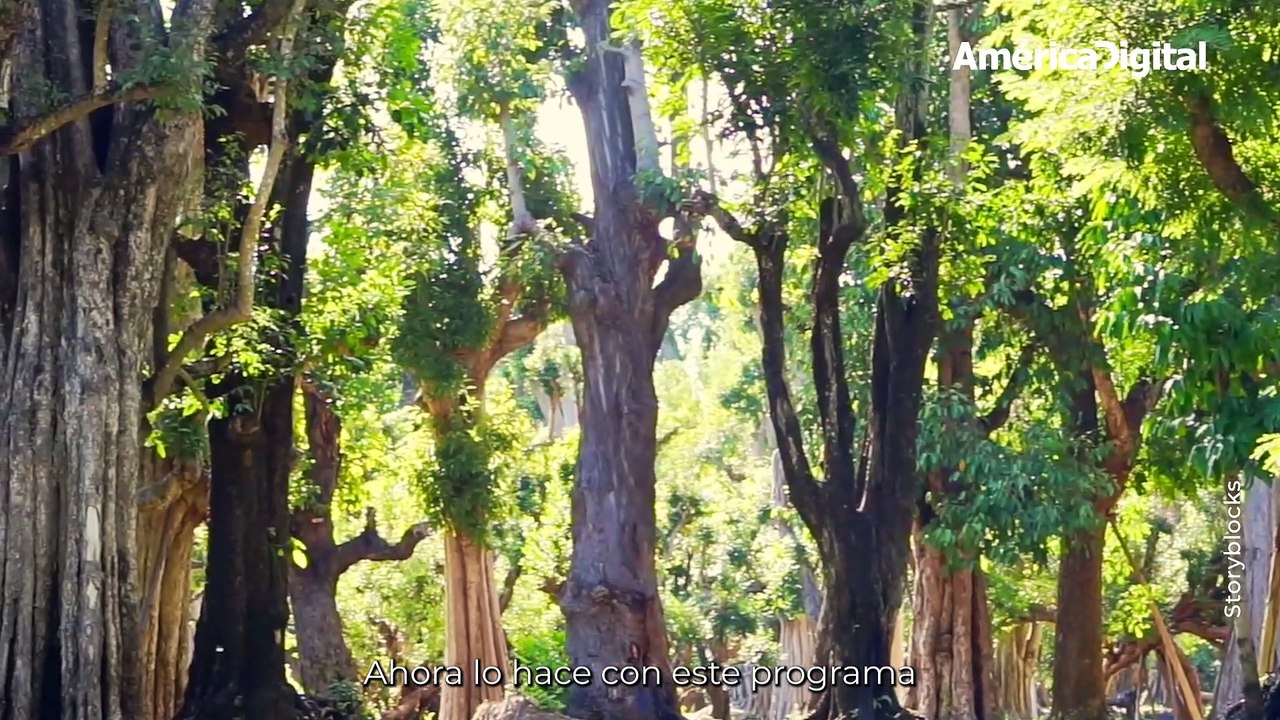 Si no sabes cómo ayudar al medio ambiente, compra un árbol por una buena causa