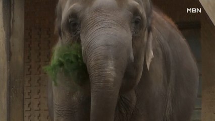 [굿모닝월드] 성탄절 트리가 제일 맛있어