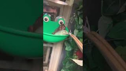 Frog Jumps Ahead at Mealtime