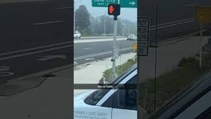 Gainesville Rat Playing Real Life Frogger