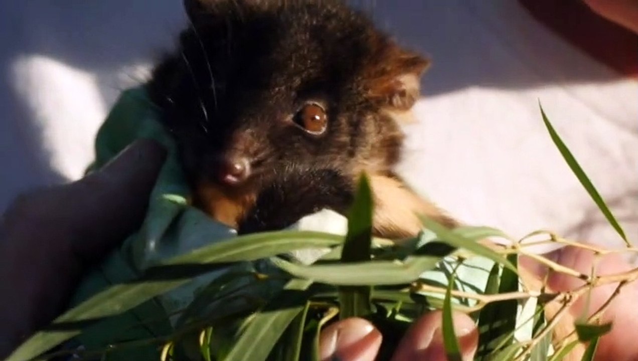 Western ringtail possums found badly dehydrated