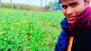 Shahrukh Rajput Boy Village Life  Sarson Ka Khet