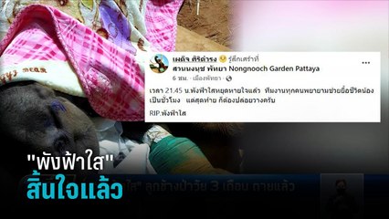 เศร้า! "พังฟ้าใส" ลูกช้างป่าวัย 3 เดือน ตายแล้ว - เที่ยงทันข่าว
