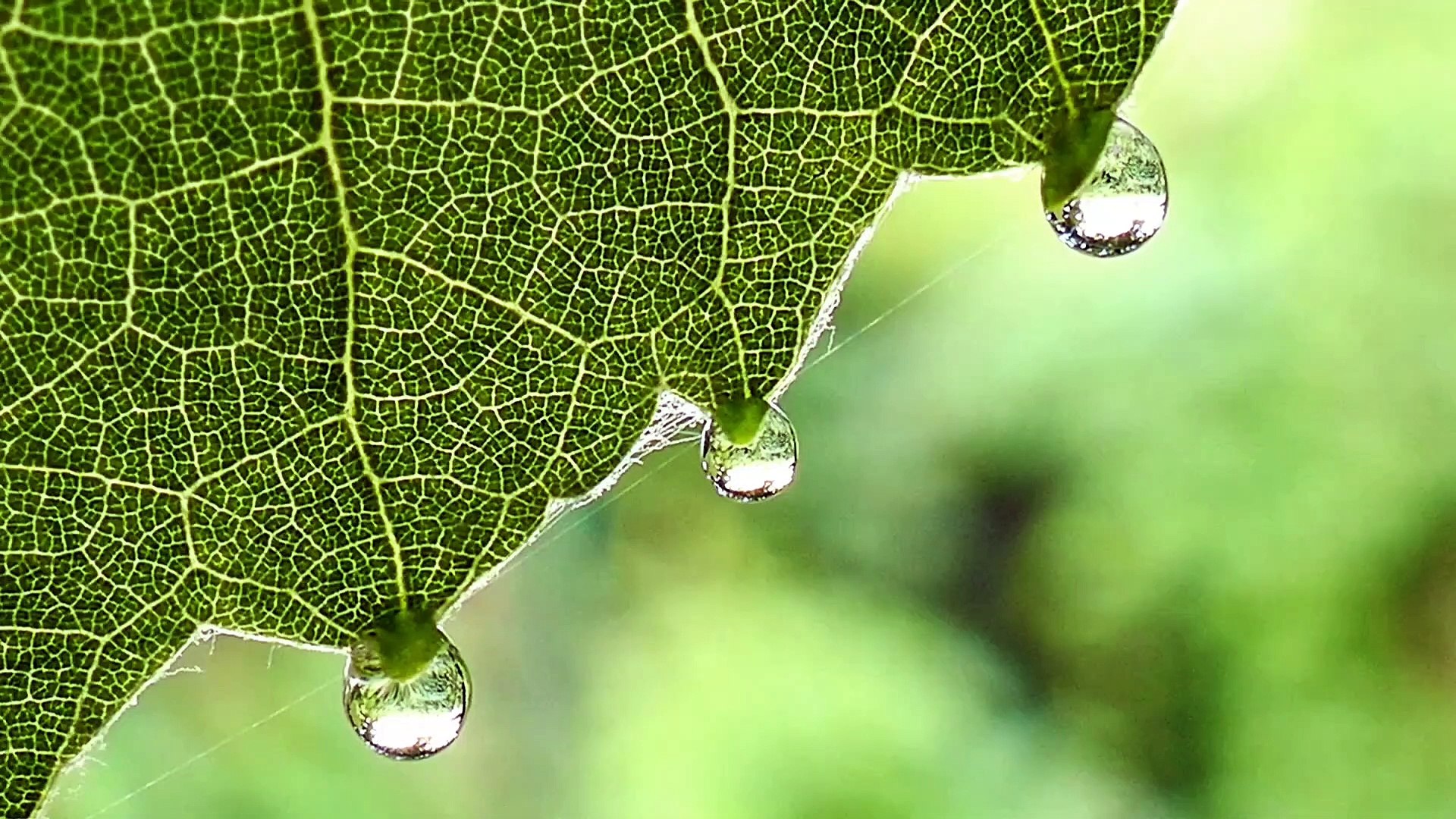 5 Minute Meditation Music, Relaxing Music, Calming Music, Stress Relief Music, Study Music,