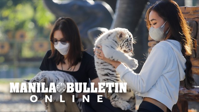 Clark Safari and Adventure Park visitor pets white bengal tiger cubs
