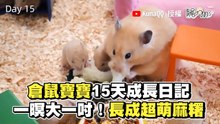 倉鼠寶寶15天成長日記 一暝大一吋！長成「超萌麻糬」