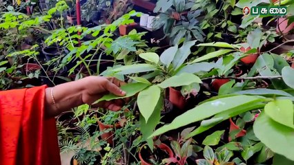 கவியரசு கண்ணதாசன் மகள் ரேவதி சண்முகம் வீட்டுத்தோட்டம்! _ kaviyarasu kannadasan daughter home garden