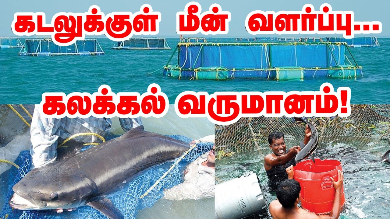 கடலுக்குள் மீன் வளர்ப்பு... கலக்கும் ராமநாதபுரம் மீனவர்கள் _ Cage fish farming _ Pasumai vikatan