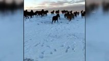 AFYONKARAHİSAR - Kumalar Dağı'nda kar üstünde yiyecek arayan yılkı atları görüntülendi