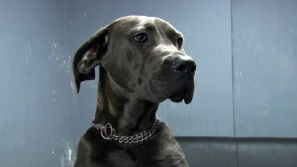 Kadıköy’de köpeğe çarpan sürücü umursamadan kaçtı