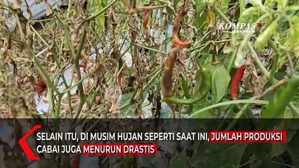 Ini Sebab Harga Cabai di Pasar Masih Mahal