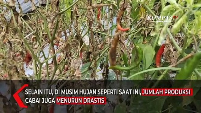 Ini Sebab Harga Cabai di Pasar Masih Mahal