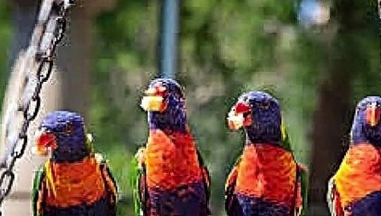 ولسن پرندہ جنت جسے خدا کا پرندہ کہتے ھے