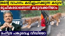 Watch: Tiger Pulls SUV Full Of Tourists In Anand Mahindra's Video