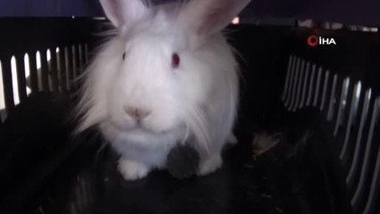 Minik öğrencilere hayvan sevgisi aşılanıyor