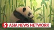 The Straits Times | Crowds show up for Singapore's first panda cub