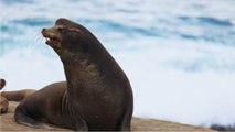 Environnement : les moustaches des otaries aussi efficaces que nos doigts pour 