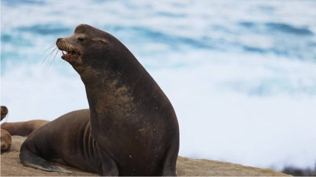 Environnement : les moustaches des otaries aussi efficaces que nos doigts pour toucher l'environnement