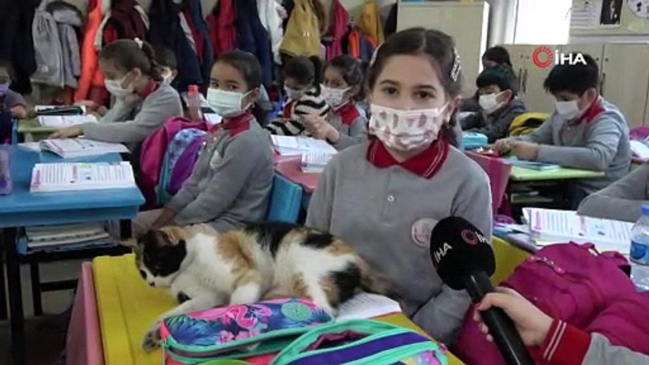 Okula sığınan "Minnoş" kedi, uslu uslu ders dinliyor