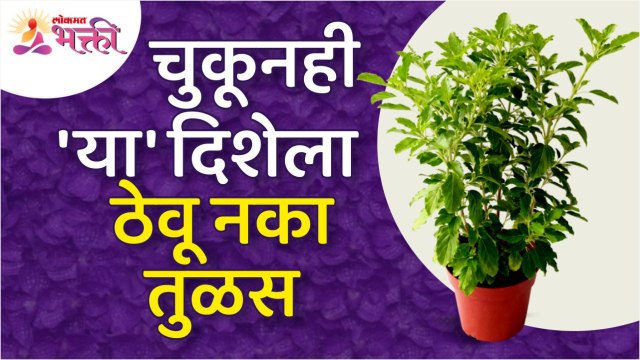 तुळस चुकूनही कोणत्या दिशेला ठेवू नये? Do not place the Tulsi in the wrong direction by mistake?