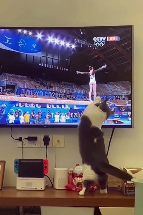 Funniest Cats and Dogs #3