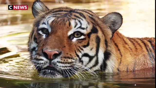 Un tigre abattu après avoir mordu un homme qui voulait le caresser