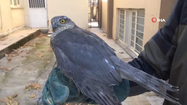 Siirt'te tedavisi tamamlanan atmaca özgürlüğe kanat açtı