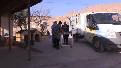 Sokaktaki "can dostlar"a Mardin'deki merkezde şefkatle bakılıyor