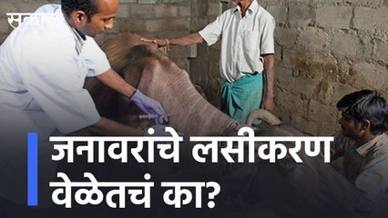 जनावरांचे लसीकरण वेळेतचं का? lWhy vaccinate animals in time? l Sakal