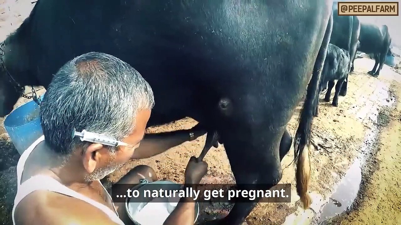 The most real commercial ever! - Abnormally achi, abnormally sachi advertisement - Popular milk Ad_3