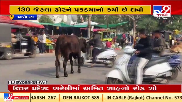 Vadodara_ Amid rising menace of stray cattle, cattle breeders demand 'Gauchar' land _ TV9News