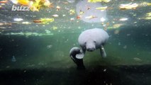 Awww! Watch as Endangered Baby Manatee is Born and Takes First Breath of Air