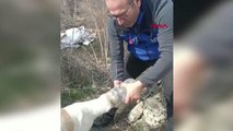 BAŞINA PLASTİK BİDON SIKIŞAN KÖPEĞİ AFAD KURTARDI