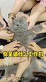 2022 Pet Funny Cute Favorite Naughty Kitten Pet Kitten