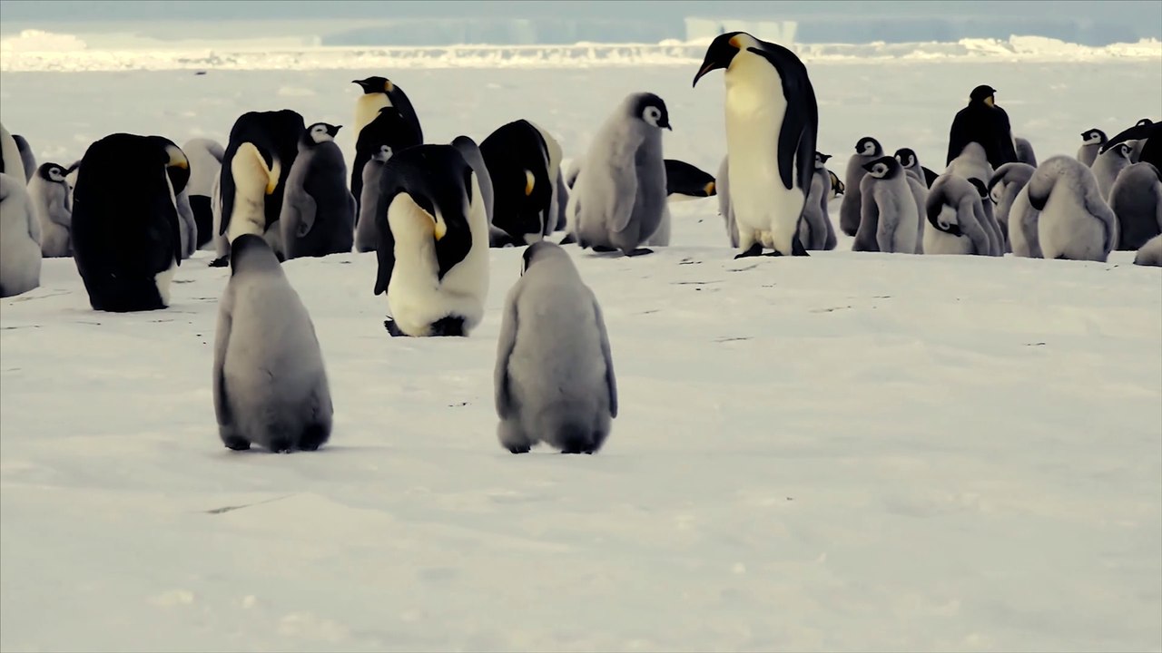 Penguins in 4K UHD _ Antarctica