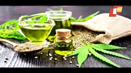 FSSAI Approval For Hemp Seed, Oil As Food Source Sparks Debate In Odisha