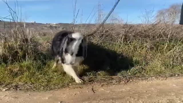 El ruido de un petardo es para un perro como una bomba