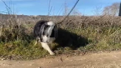 El ruido de un petardo es para un perro como una bomba
