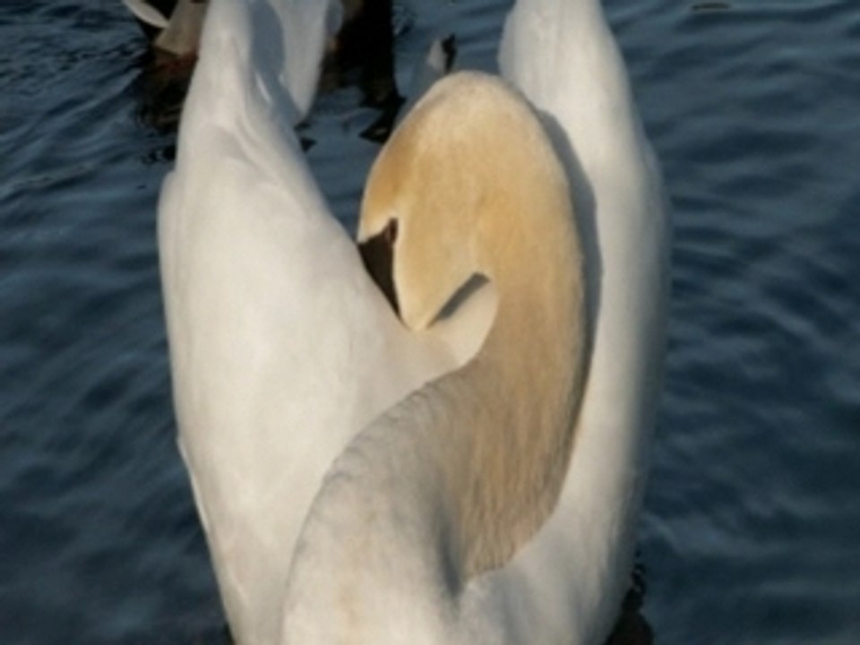 Le lac des cygnes