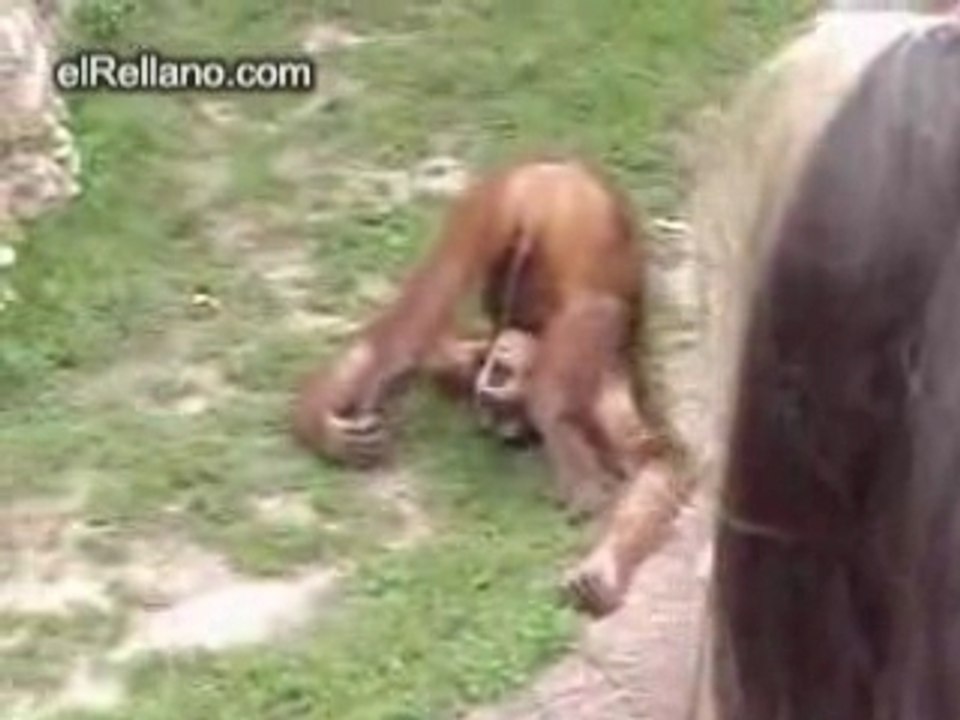 SINGE