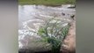 Após fortes chuvas durante a madrugada, curso d’água no Rio Piancó anima sertanejos em Conceição