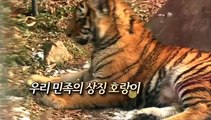 [영상구성] 호랑이 기운 솟는 복 내려온다!