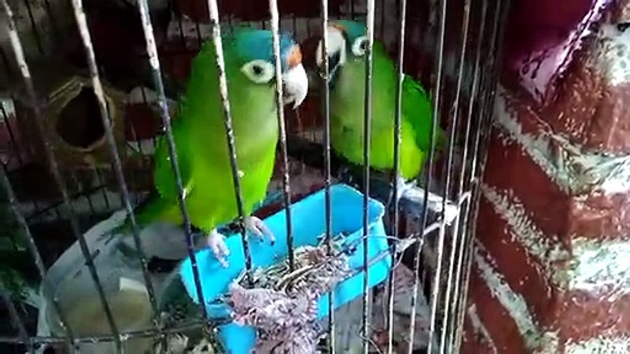 Pericos frente naranja comiendo galletas en navidad | Parte 2