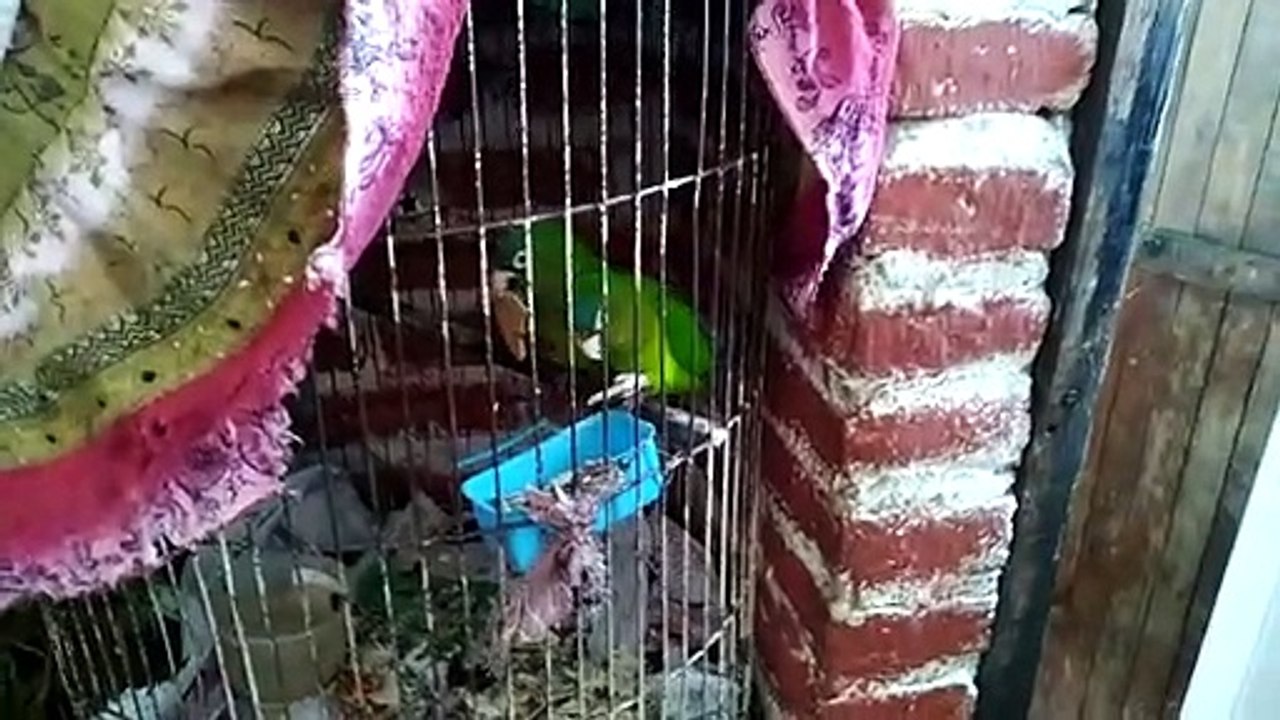 Pericos frente naranja comiendo galletas en navidad