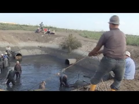 بشاير مزرعة المنزلة السمكية.. فرحة الصيادين تبدأ في نوفمبر